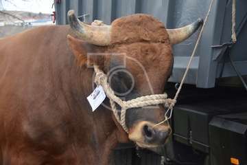 La feria de ganado, atractivo principal de la jornada matutina en Jinámar (Foto Antonio Alí y Francisco Javier Santana)